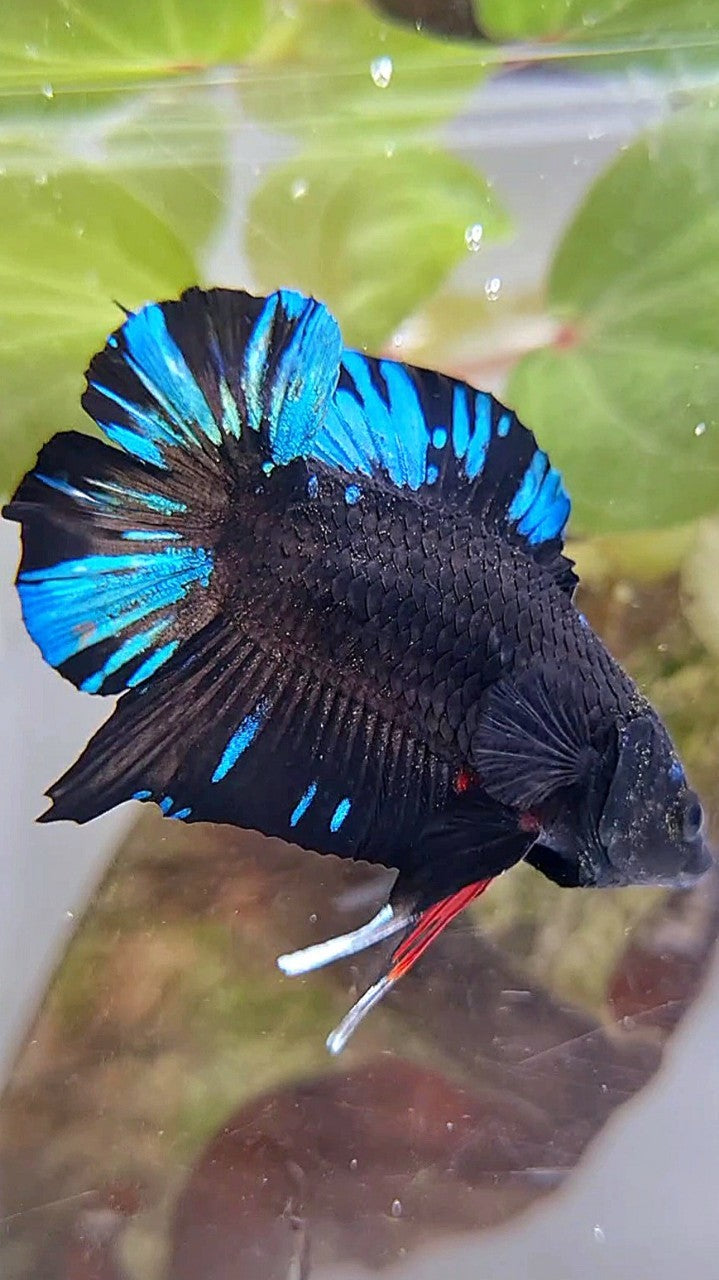 PLAKAT DOUBLE TAIL BLACK AVATAR BLUE SPLASH PATTERN BETTA FISH