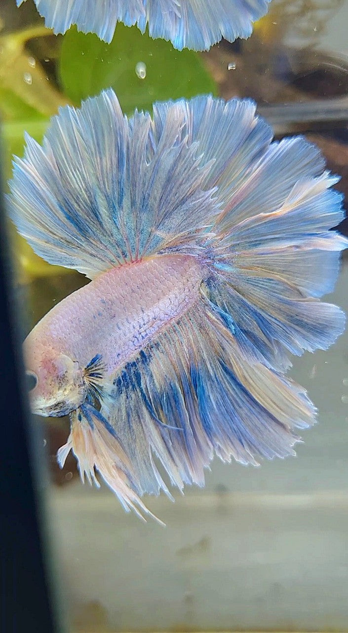 XL HALFMOON SUPER FEATHER TAIL BLUE GRIZZLE LIGHT UNICORN BETTA FISH
