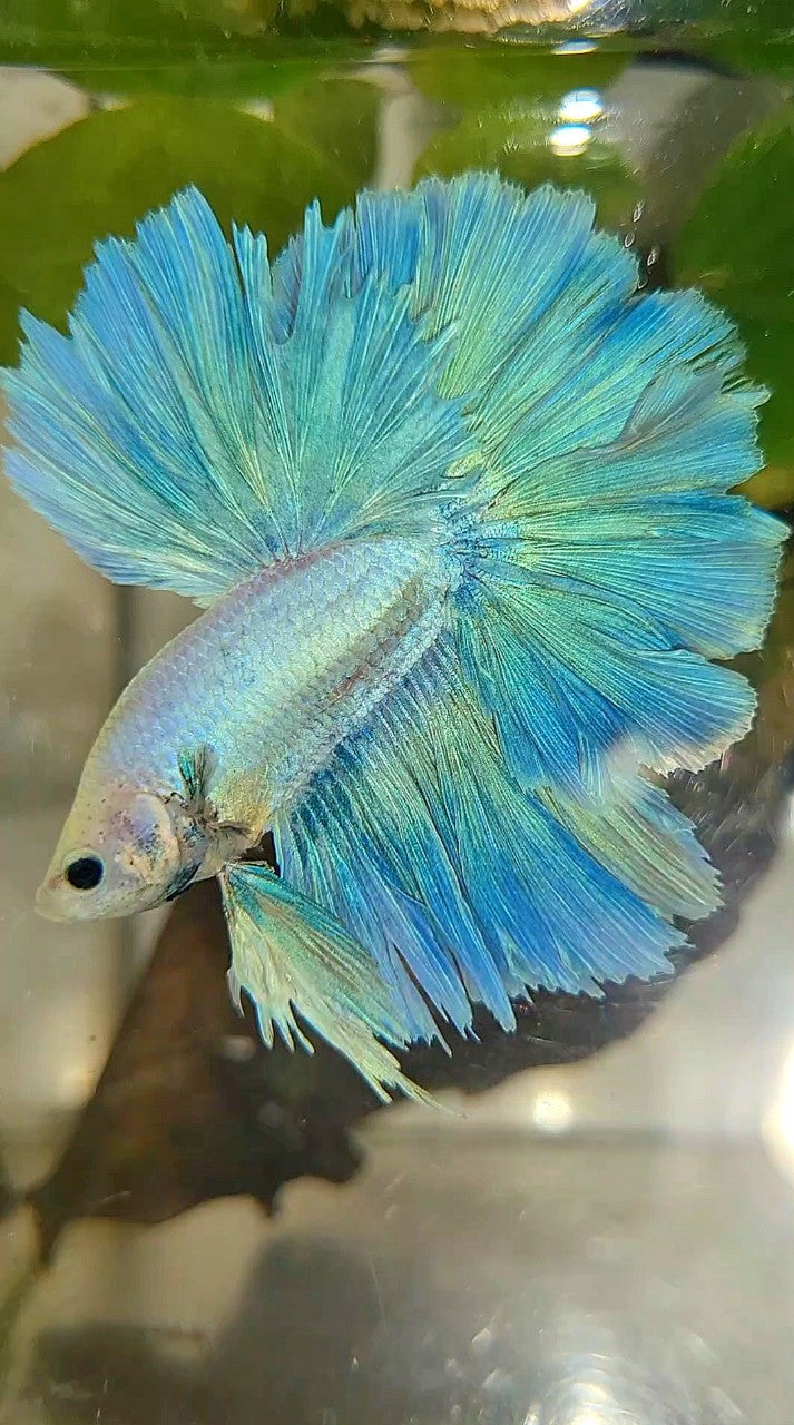 XL HALFMOON SUPER FEATHER TAIL BLUE GRIZZLE LIGHT UNICORN BETTA FISH