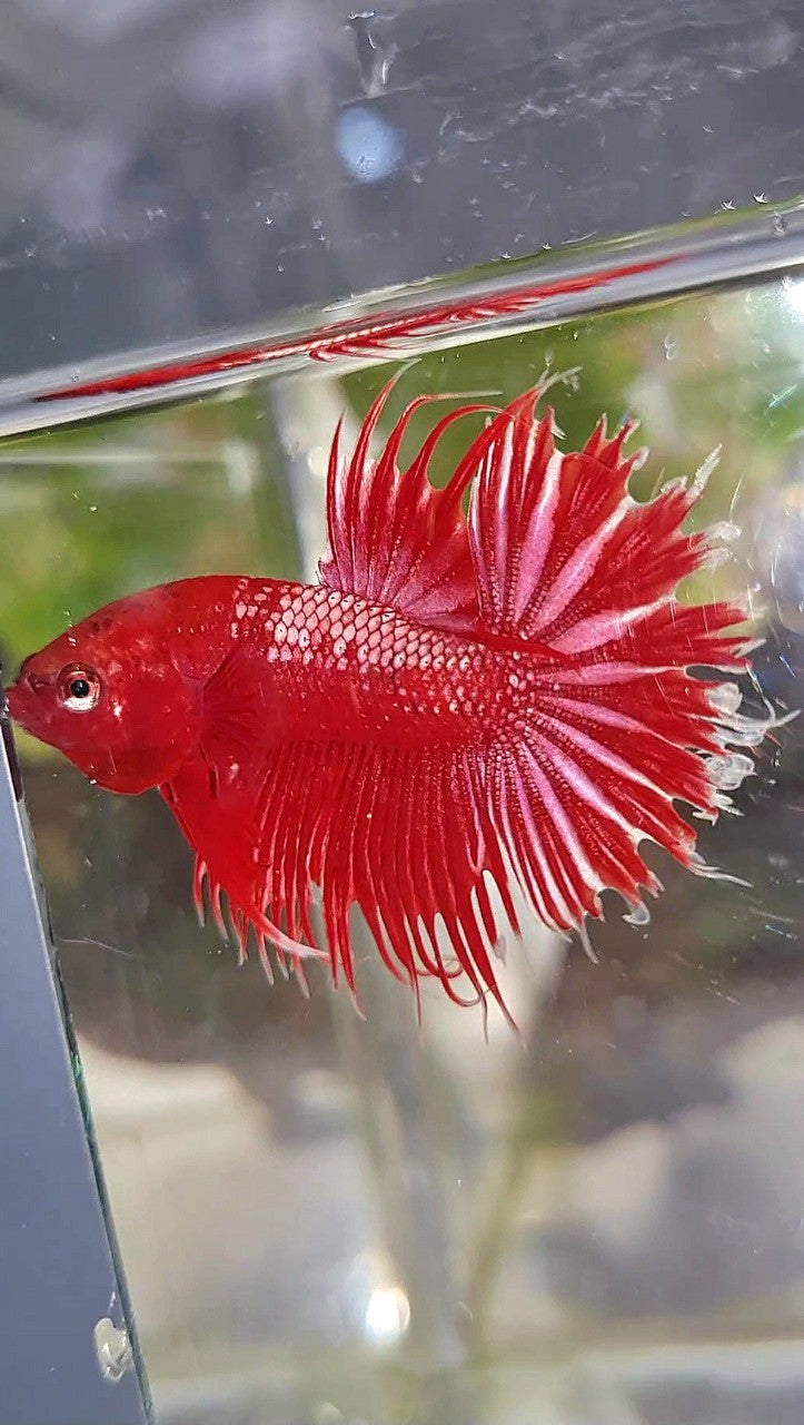 LUXURY CROWNTAIL RED GOLD GALAXY RGG BETTA FISH
