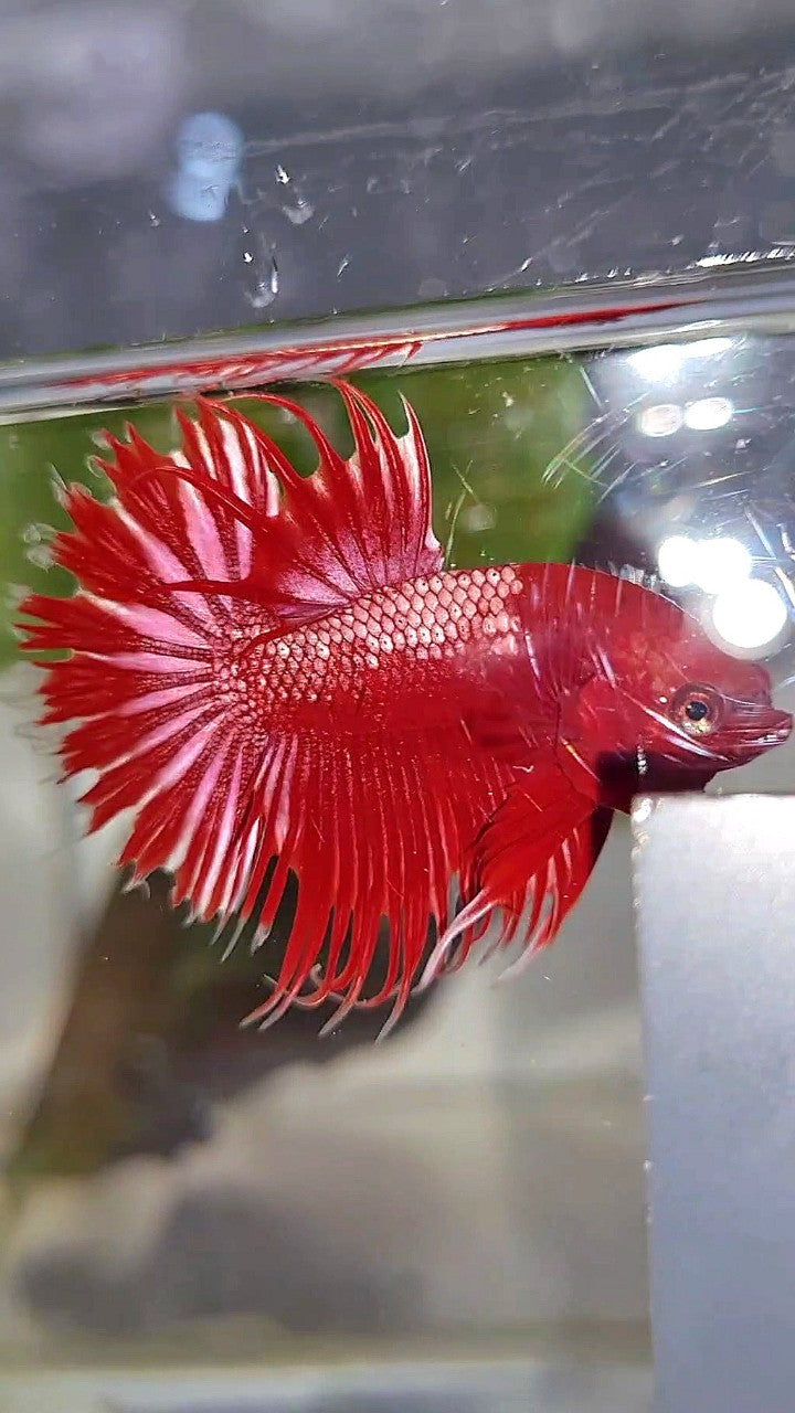 LUXURY CROWNTAIL RED GOLD GALAXY RGG BETTA FISH