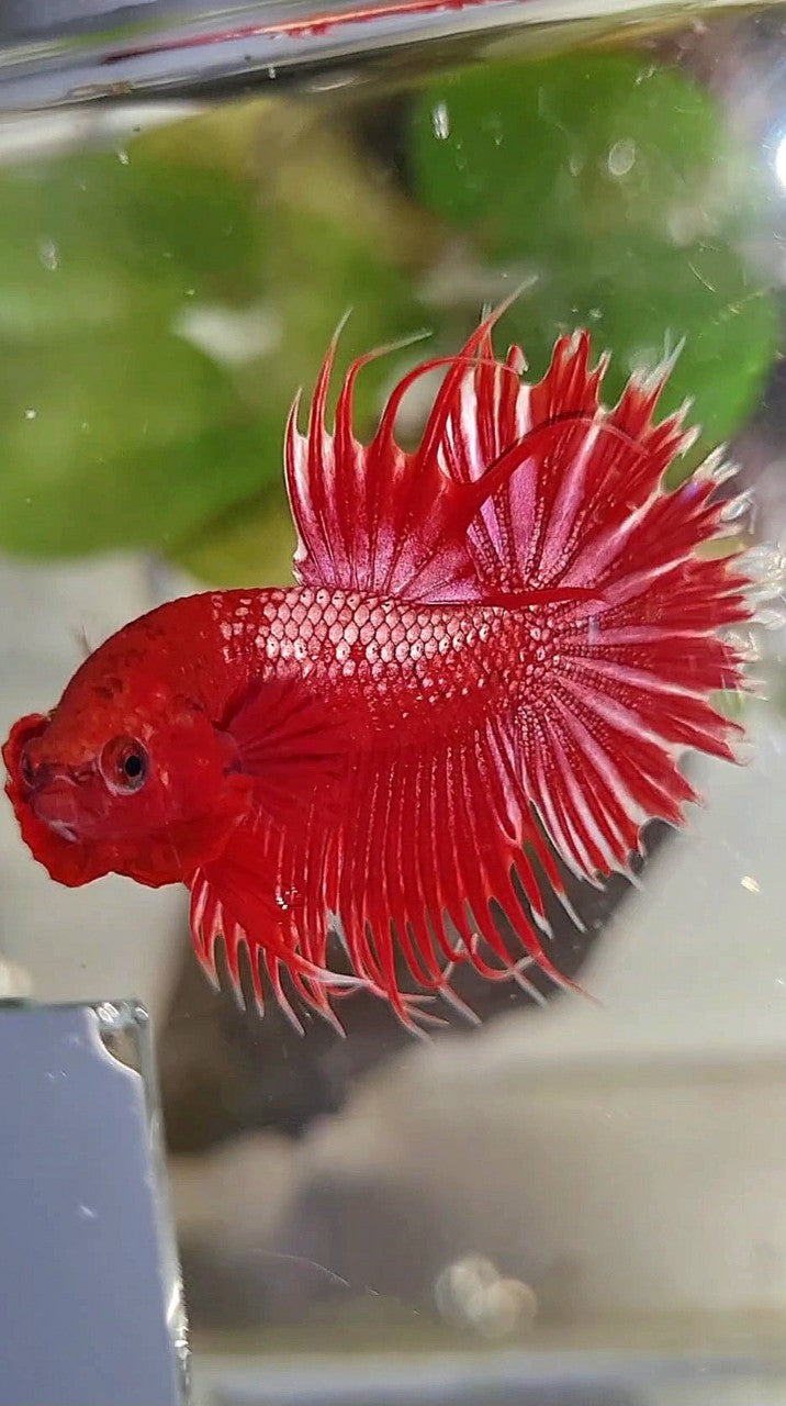 LUXURY CROWNTAIL RED GOLD GALAXY RGG BETTA FISH