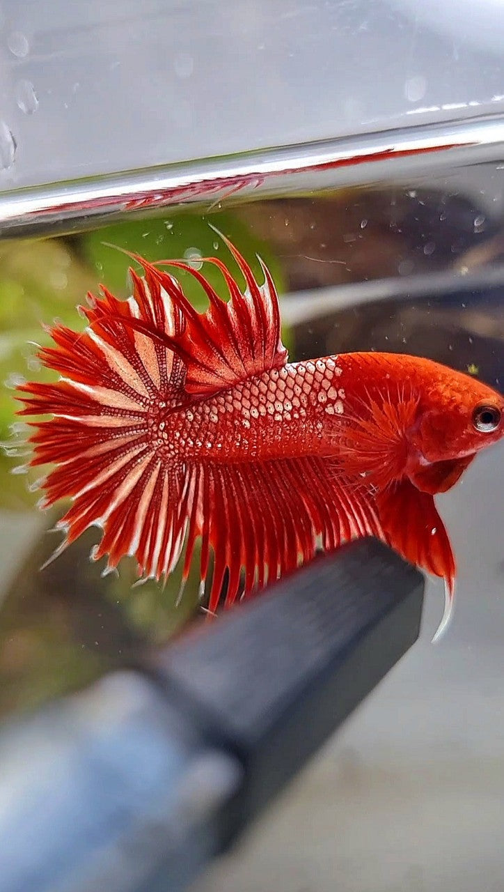 LUXURY CROWNTAIL RED GOLD GALAXY RGG BETTA FISH