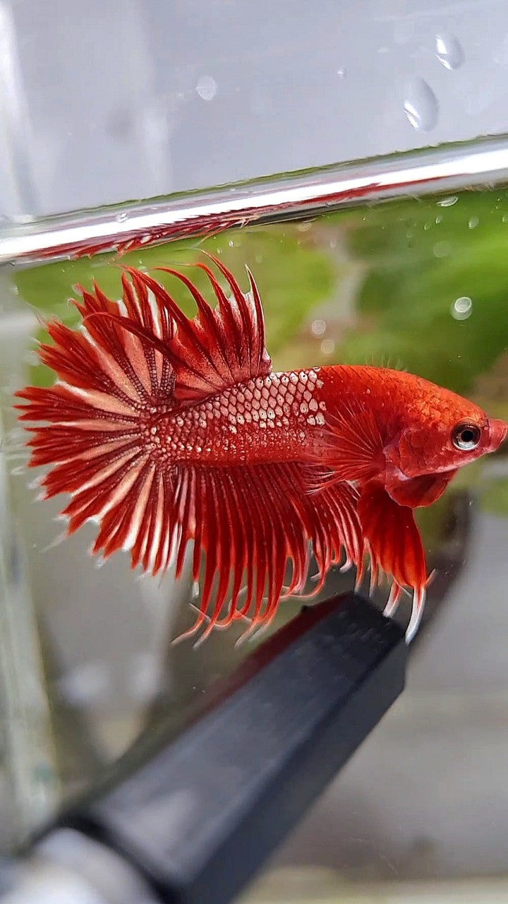LUXURY CROWNTAIL RED GOLD GALAXY RGG BETTA FISH