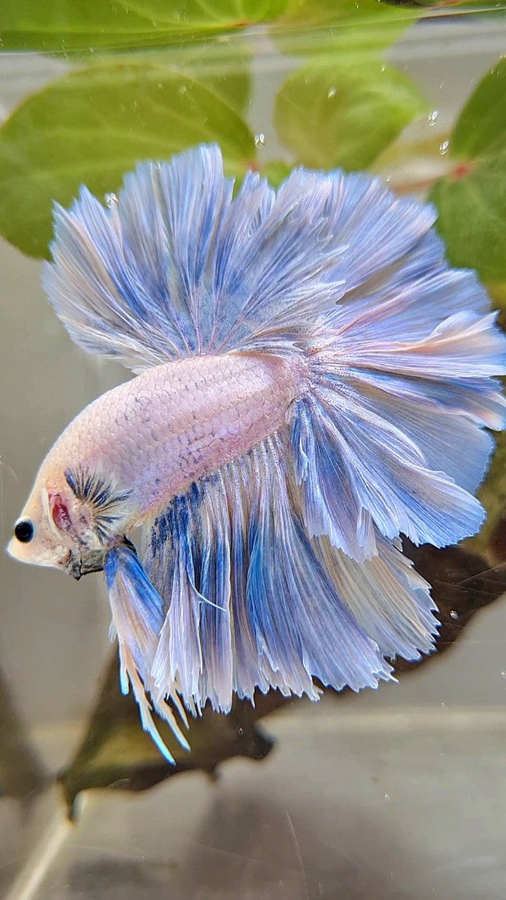 XL HALFMOON SUPER FEATHER TAIL BLUE GRIZZLE LIGHT UNICORN BETTA FISH
