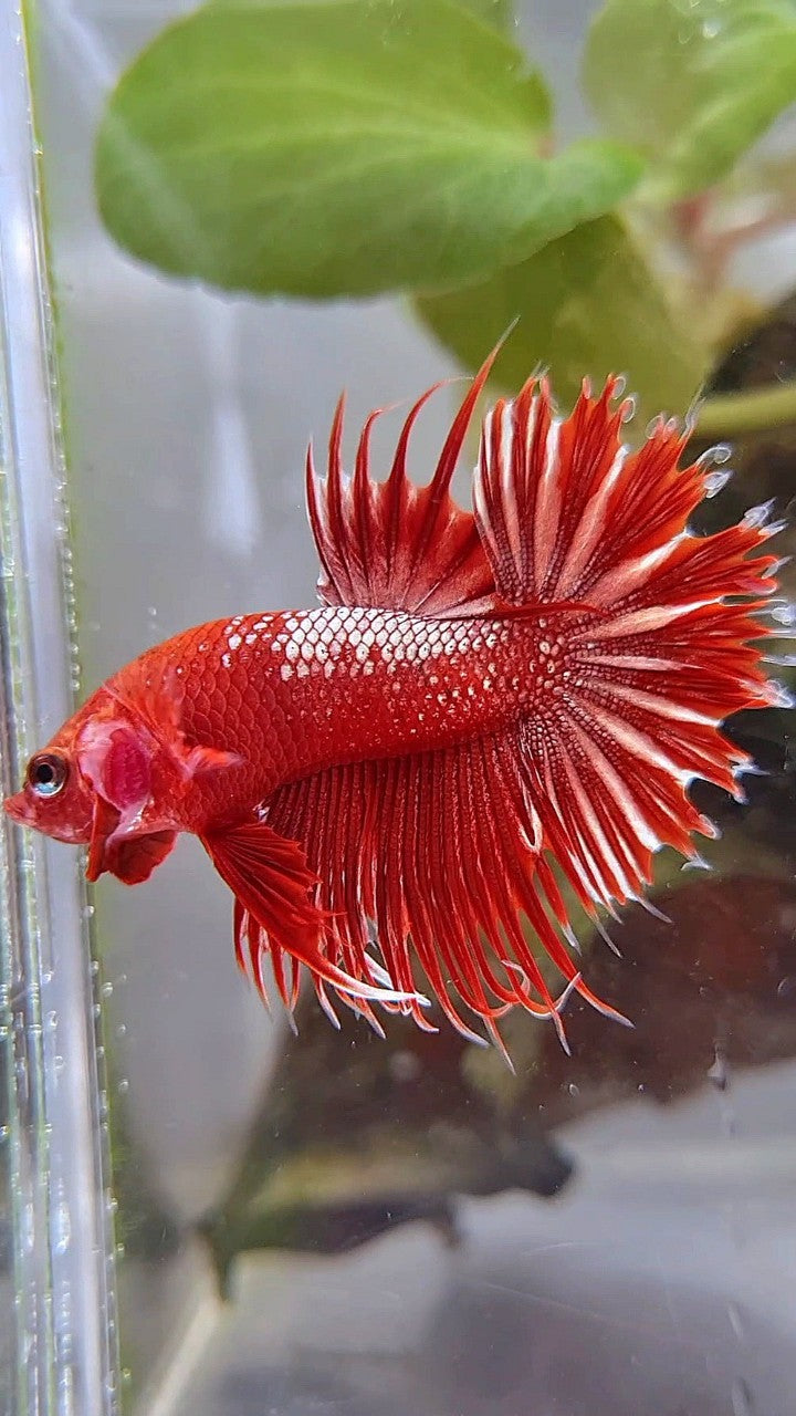 LUXURY CROWNTAIL RED GOLD GALAXY RGG BETTA FISH