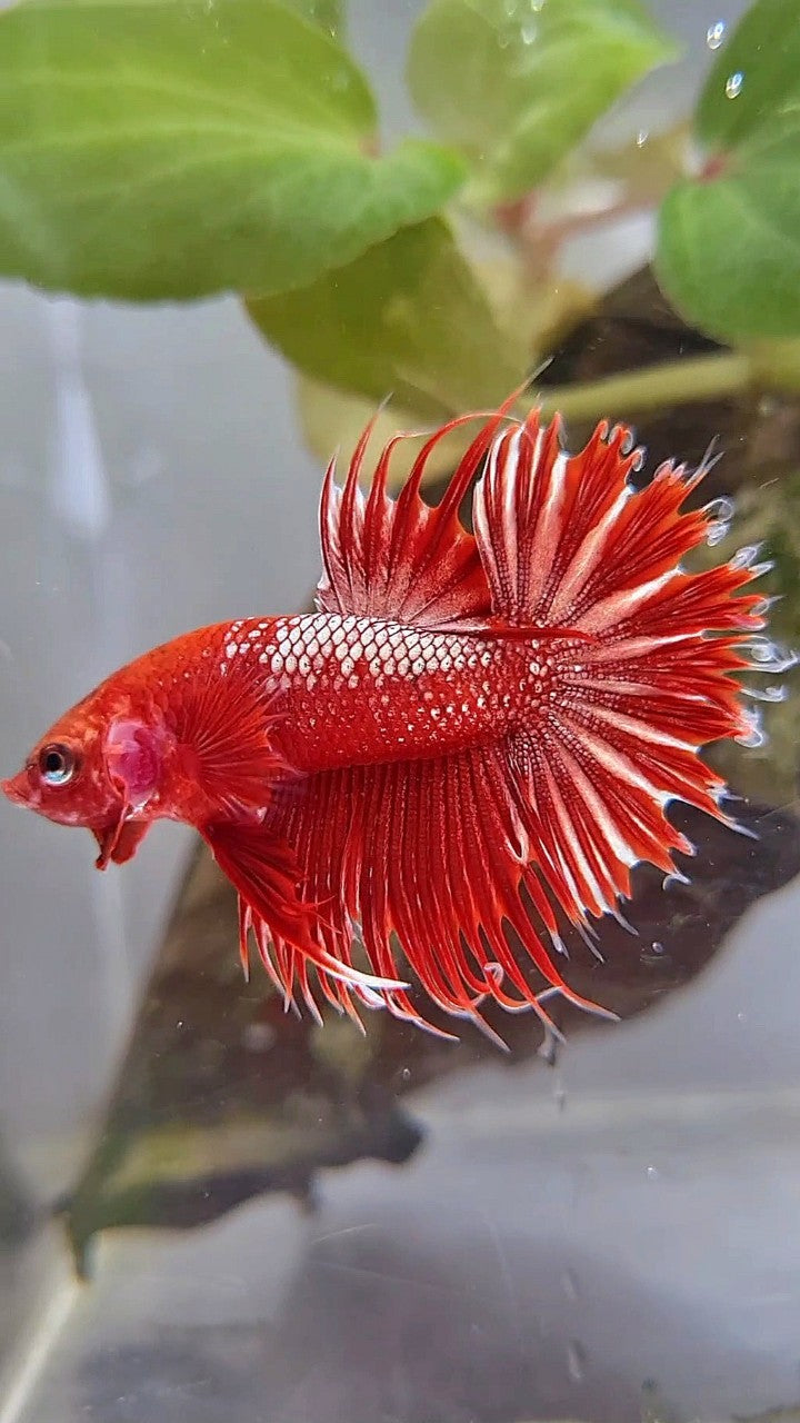 LUXURY CROWNTAIL RED GOLD GALAXY RGG BETTA FISH