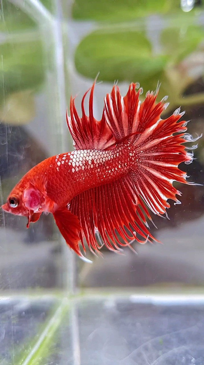 LUXURY CROWNTAIL RED GOLD GALAXY RGG BETTA FISH