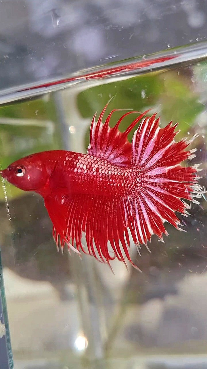 LUXURY CROWNTAIL RED GOLD GALAXY RGG BETTA FISH