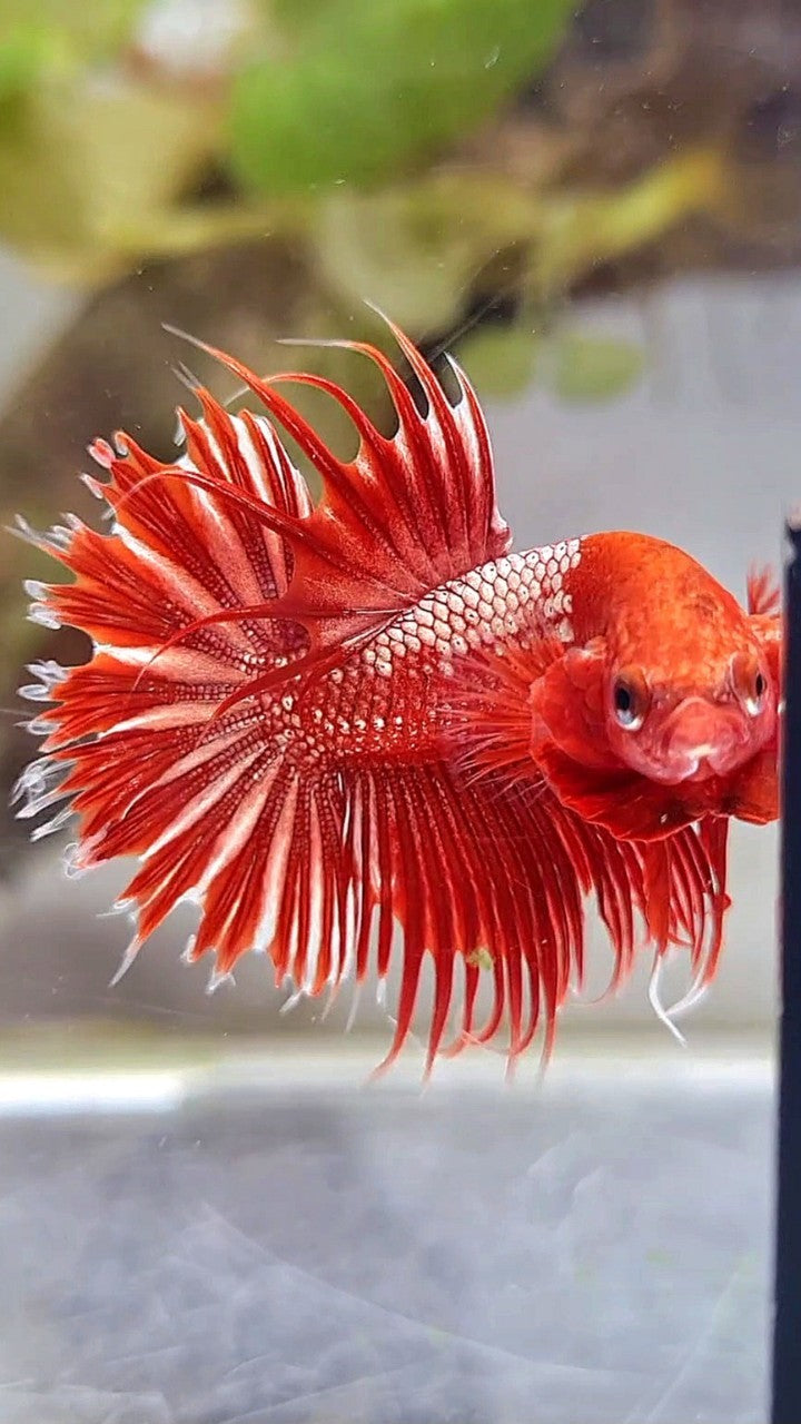 LUXURY CROWNTAIL RED GOLD GALAXY RGG BETTA FISH