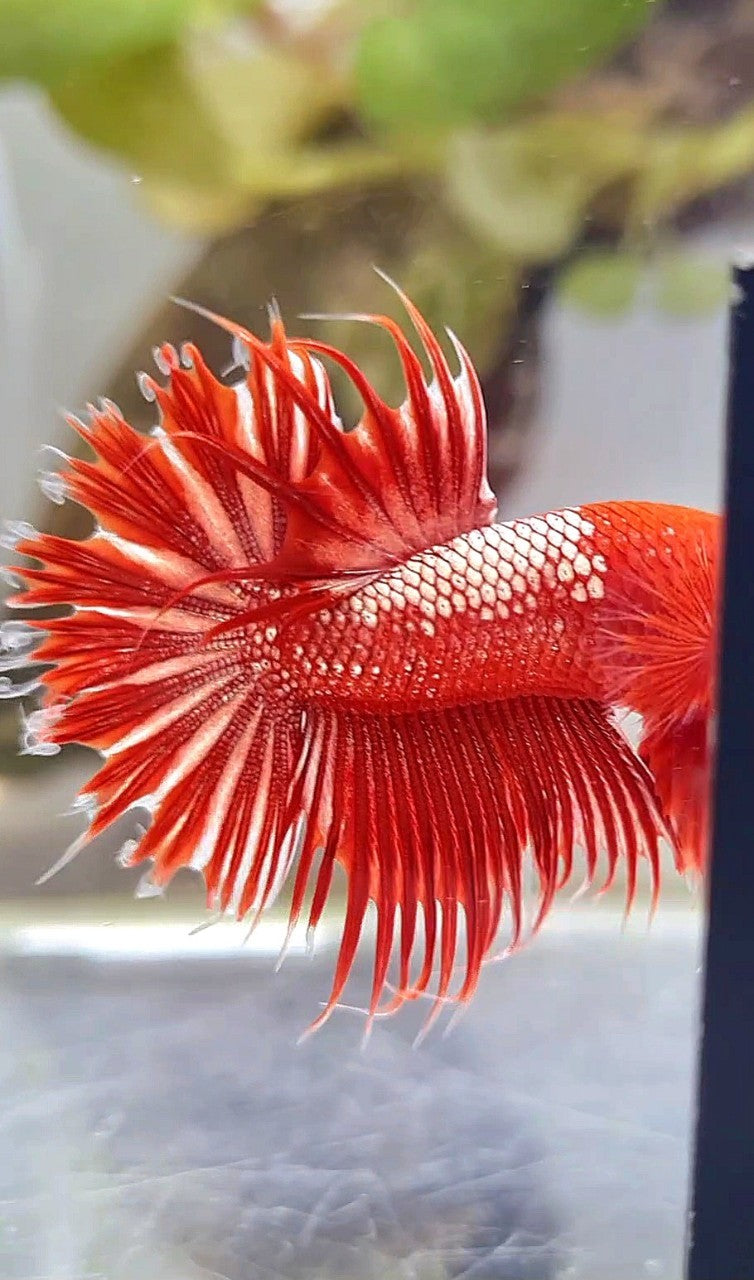 LUXURY CROWNTAIL RED GOLD GALAXY RGG BETTA FISH