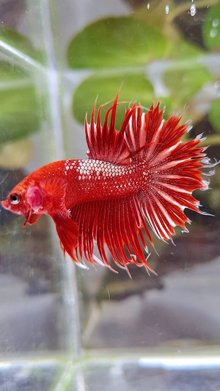 LUXURY CROWNTAIL RED GOLD GALAXY RGG BETTA FISH