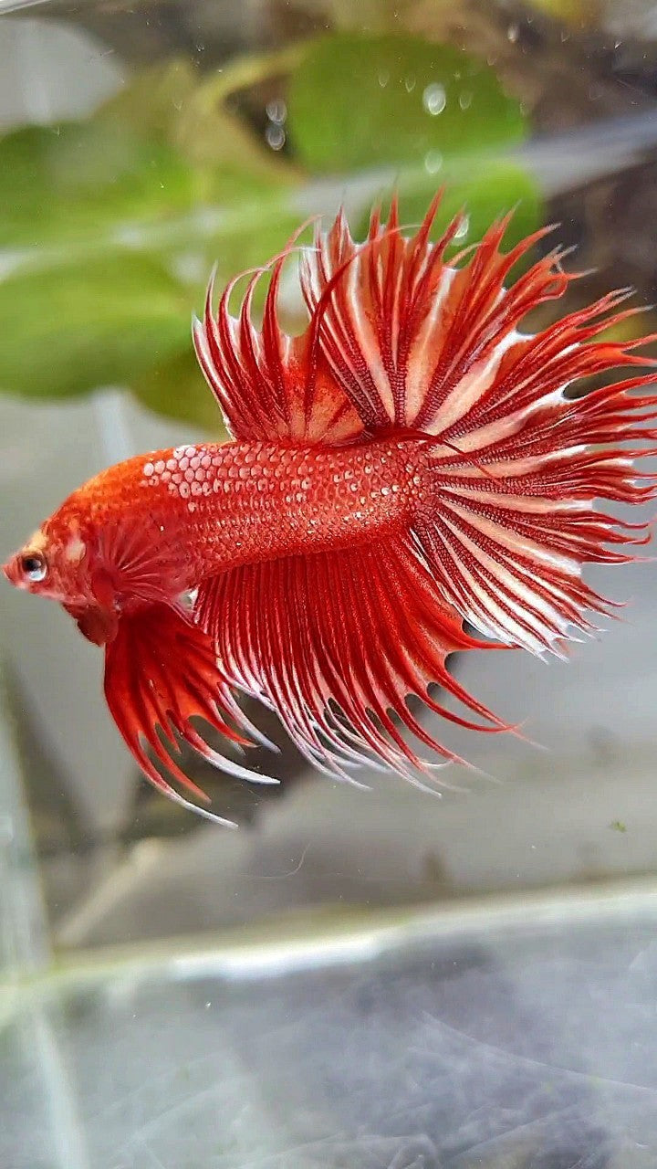 LUXURY CROWNTAIL RED GOLD GALAXY RGG BETTA FISH