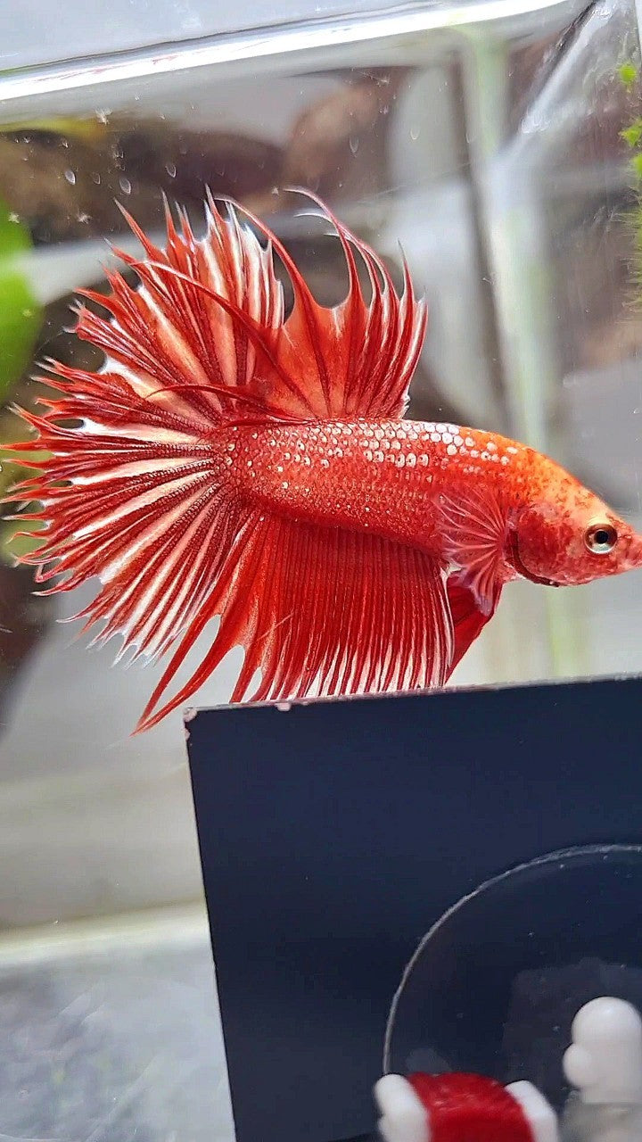 LUXURY CROWNTAIL RED GOLD GALAXY RGG BETTA FISH