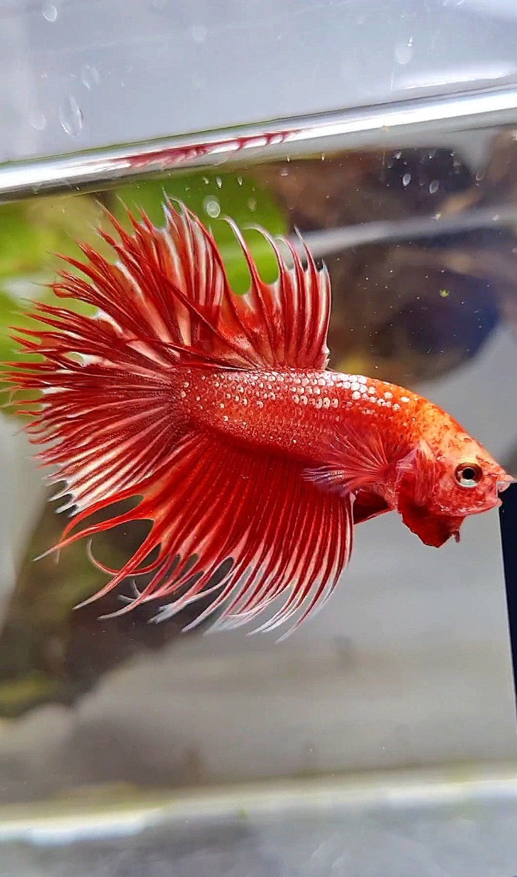 LUXURY CROWNTAIL RED GOLD GALAXY RGG BETTA FISH