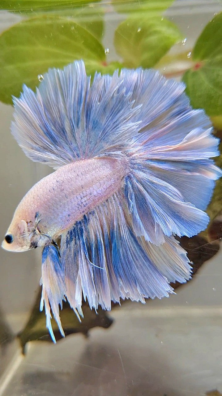XL HALFMOON SUPER FEATHER TAIL BLUE GRIZZLE LIGHT UNICORN BETTA FISH