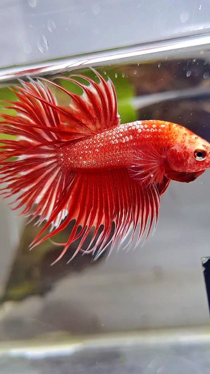 LUXURY CROWNTAIL RED GOLD GALAXY RGG BETTA FISH