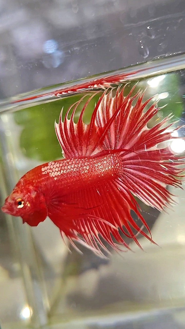 LUXURY CROWNTAIL RED GOLD GALAXY RGG BETTA FISH