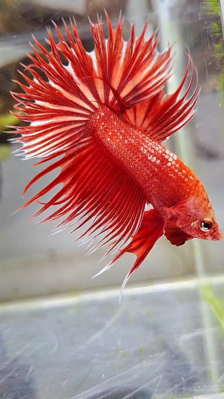 LUXURY CROWNTAIL RED GOLD GALAXY RGG BETTA FISH