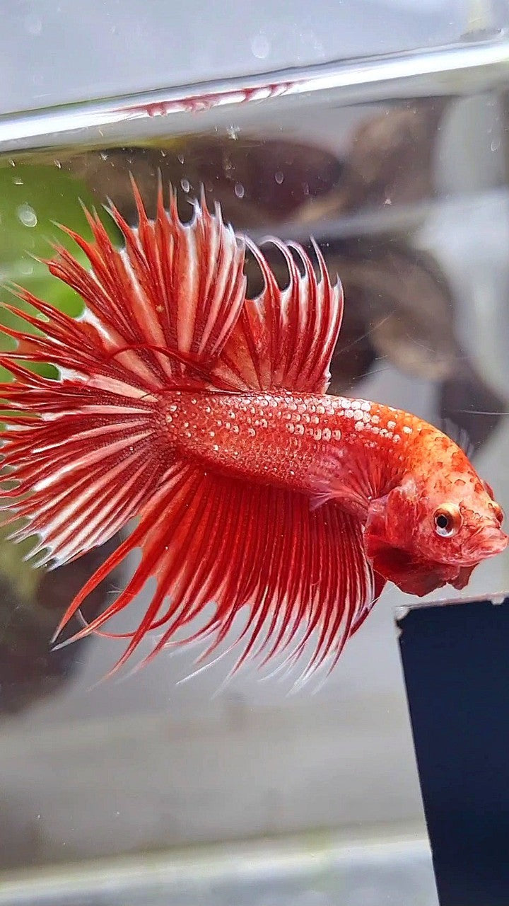 LUXURY CROWNTAIL RED GOLD GALAXY RGG BETTA FISH