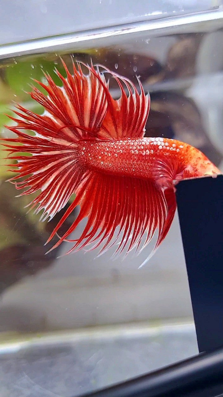 LUXURY CROWNTAIL RED GOLD GALAXY RGG BETTA FISH