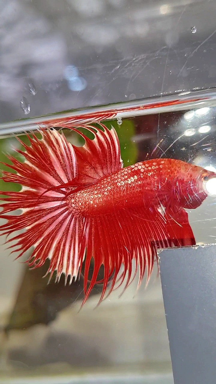 LUXURY CROWNTAIL RED GOLD GALAXY RGG BETTA FISH
