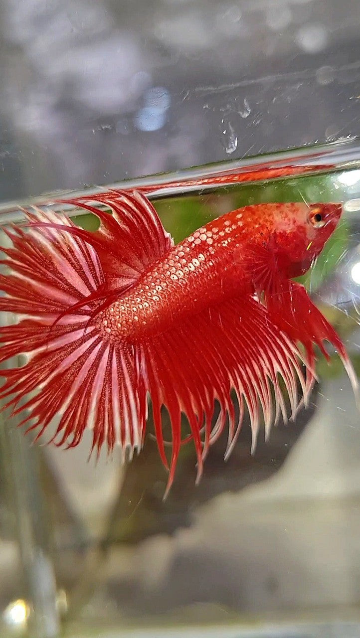 LUXURY CROWNTAIL RED GOLD GALAXY RGG BETTA FISH