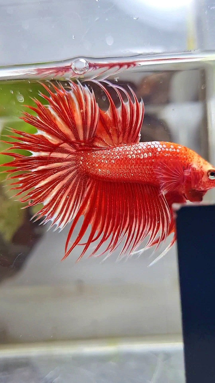LUXURY CROWNTAIL RED GOLD GALAXY RGG BETTA FISH