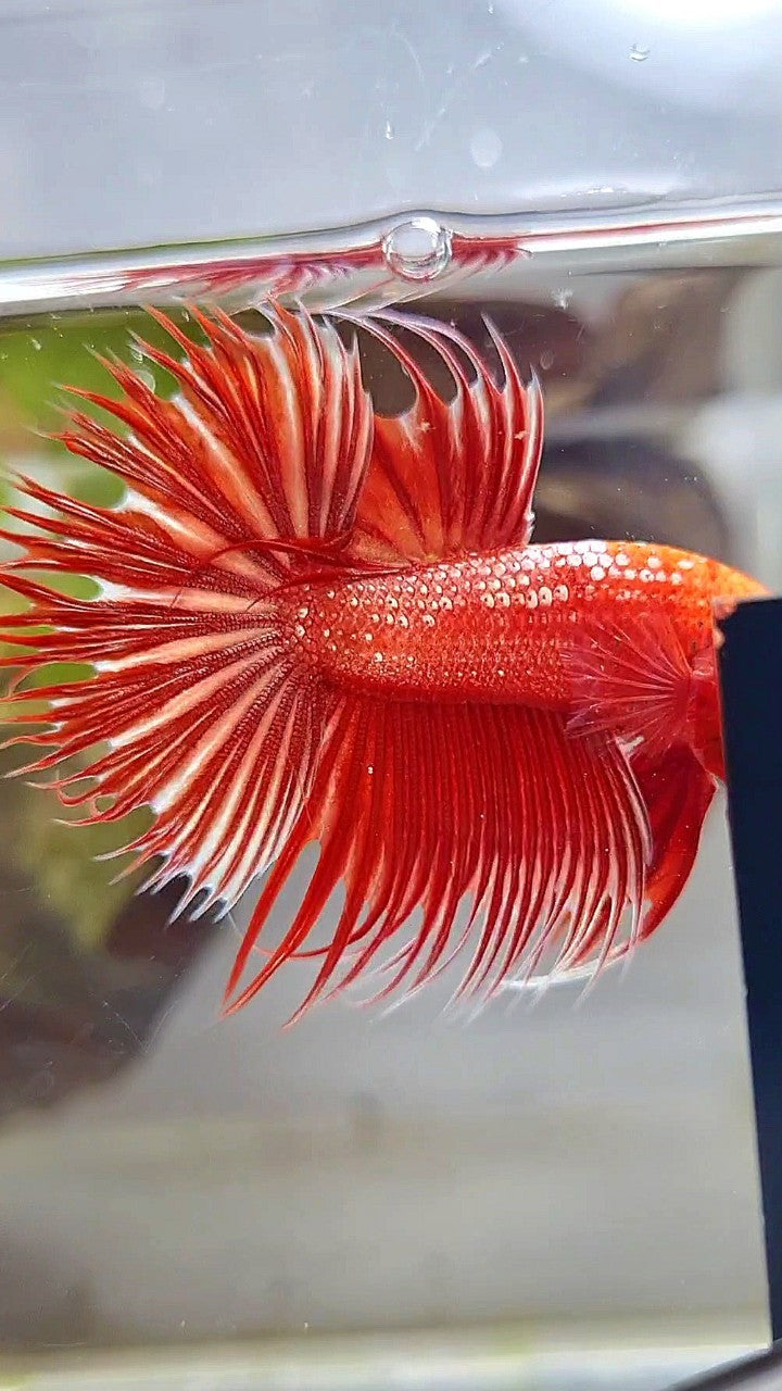 LUXURY CROWNTAIL RED GOLD GALAXY RGG BETTA FISH