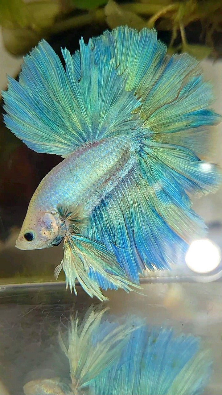 XL HALFMOON SUPER FEATHER TAIL BLUE GRIZZLE LIGHT UNICORN BETTA FISH