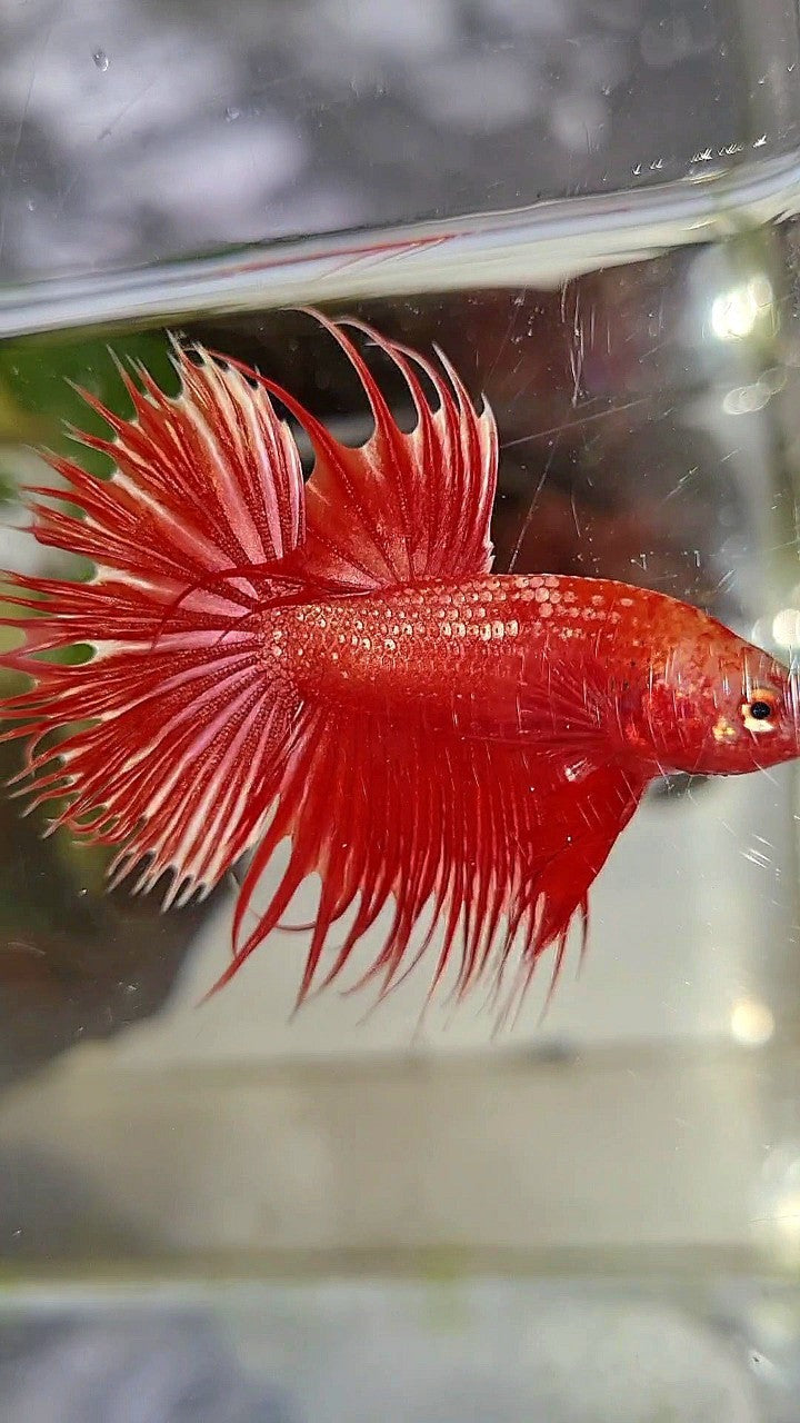 LUXURY CROWNTAIL RED GOLD GALAXY RGG BETTA FISH