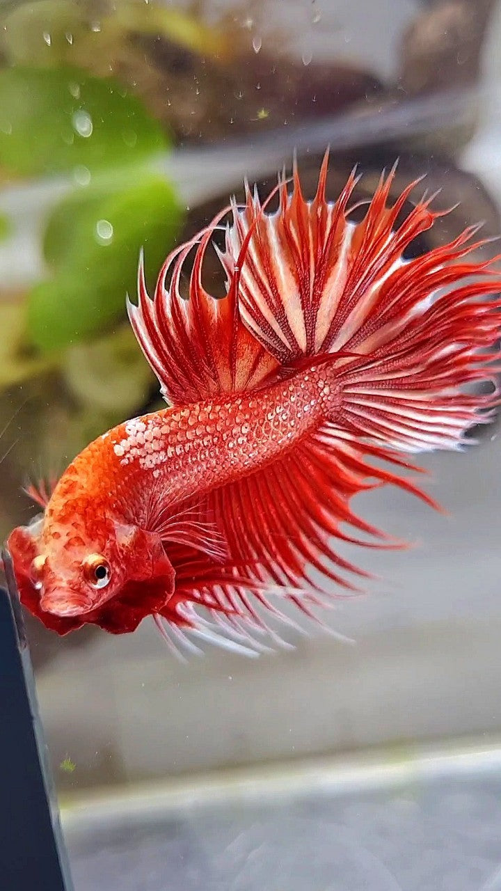 LUXURY CROWNTAIL RED GOLD GALAXY RGG BETTA FISH