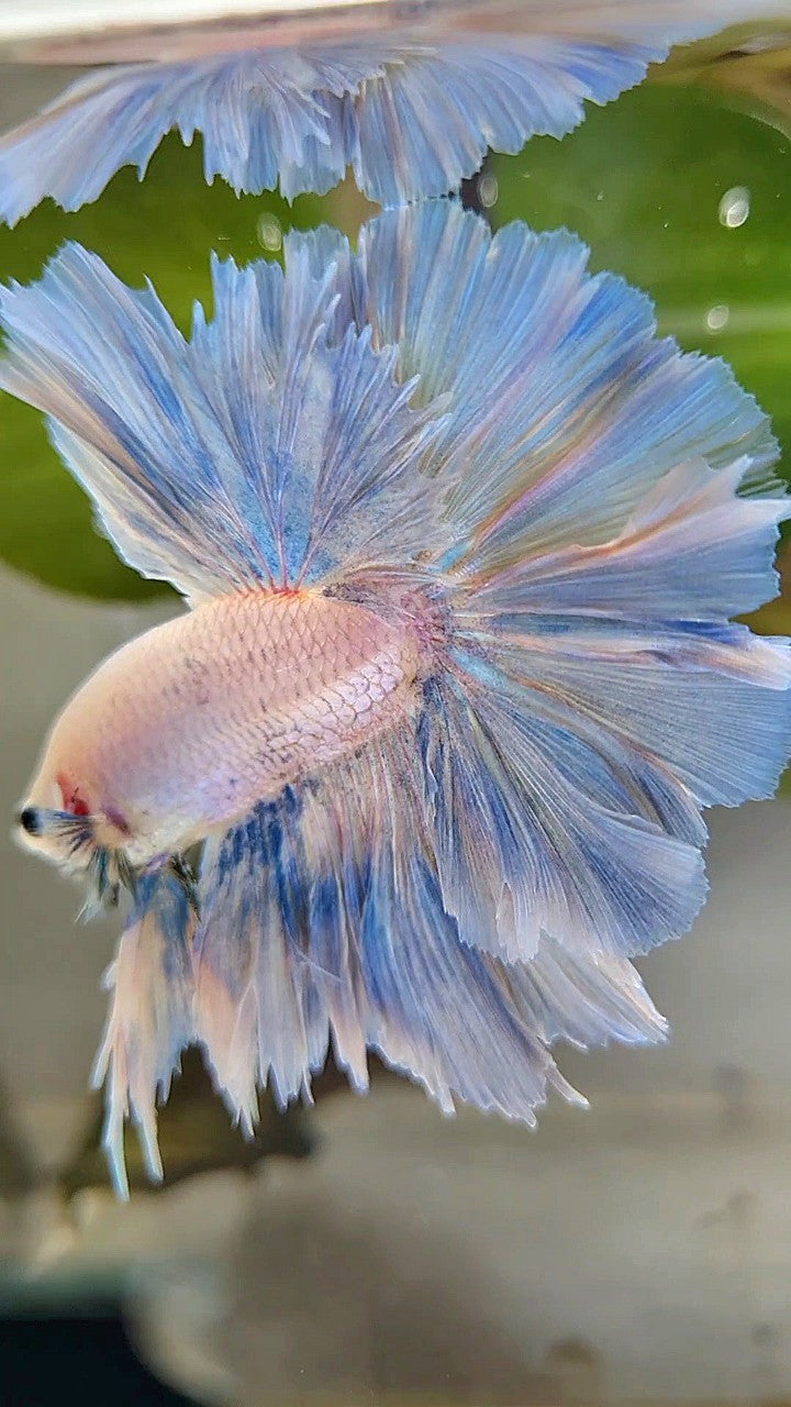 XL HALFMOON SUPER FEATHER TAIL BLUE GRIZZLE LIGHT UNICORN BETTA FISH