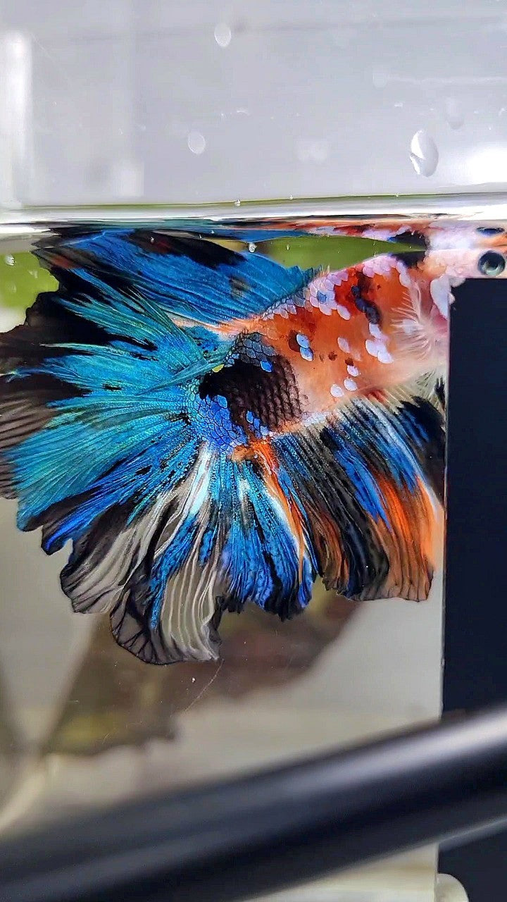 HALFMOON DOUBLE TAIL ROSETAIL GALAXY MULTICOLOR BETTA FISH