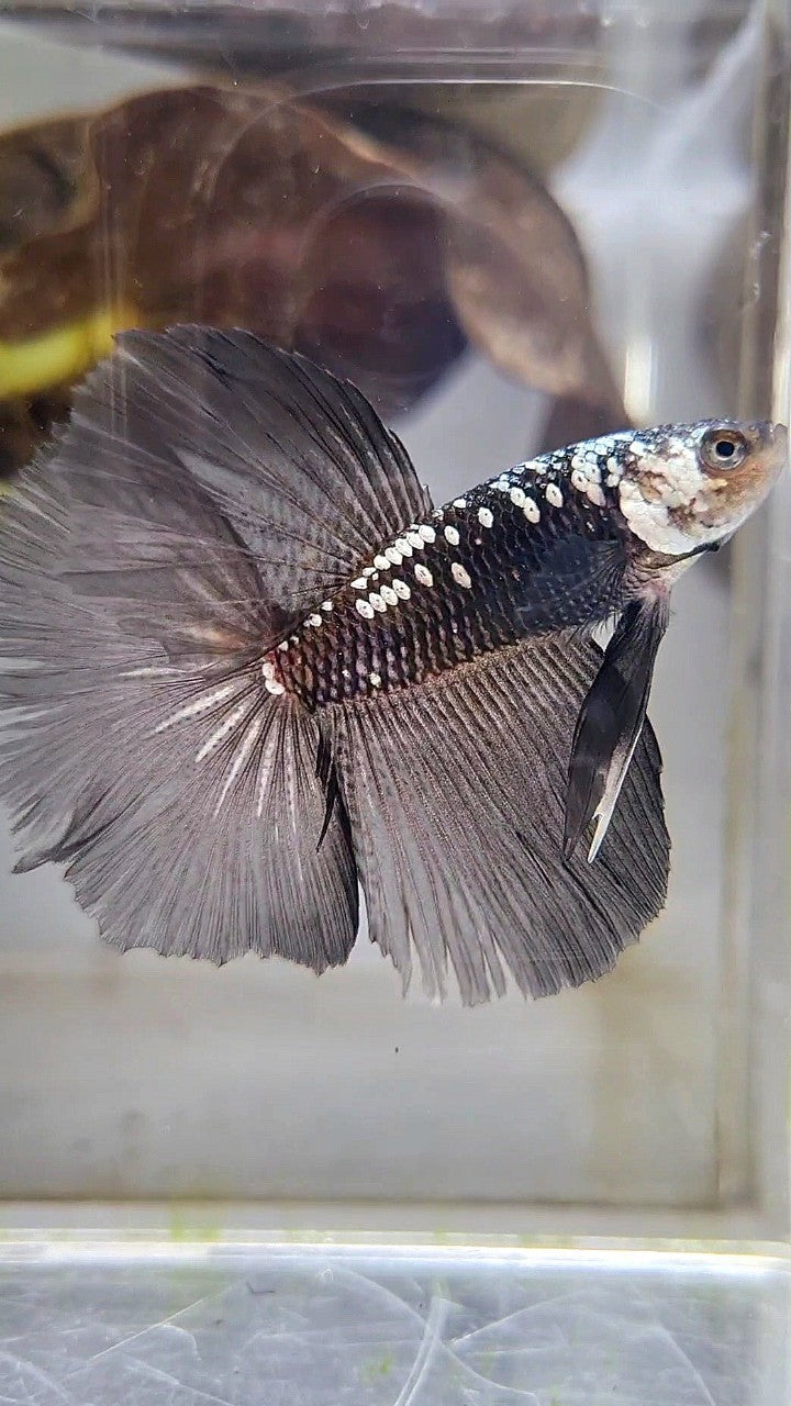 HALFMOON ROSETAIL BLACK MAMBA GALAXY WHITE BETTA FISH