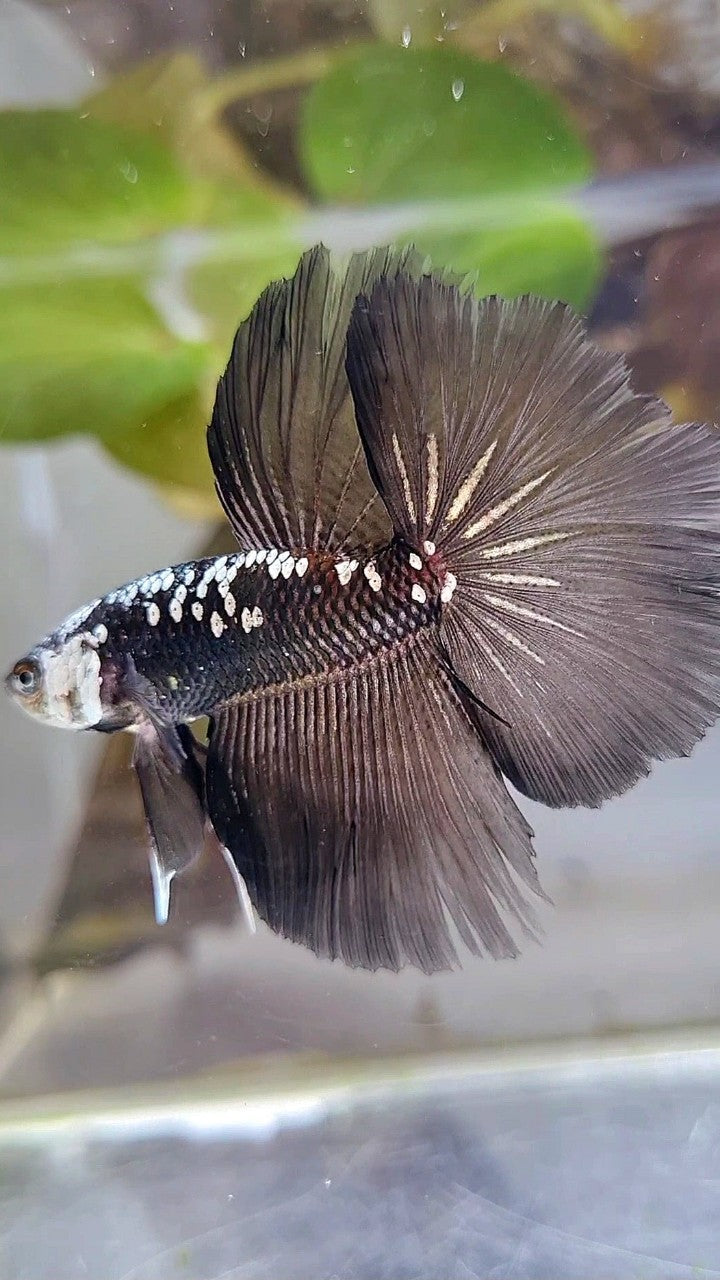 HALFMOON ROSETAIL BLACK MAMBA GALAXY WHITE BETTA FISH