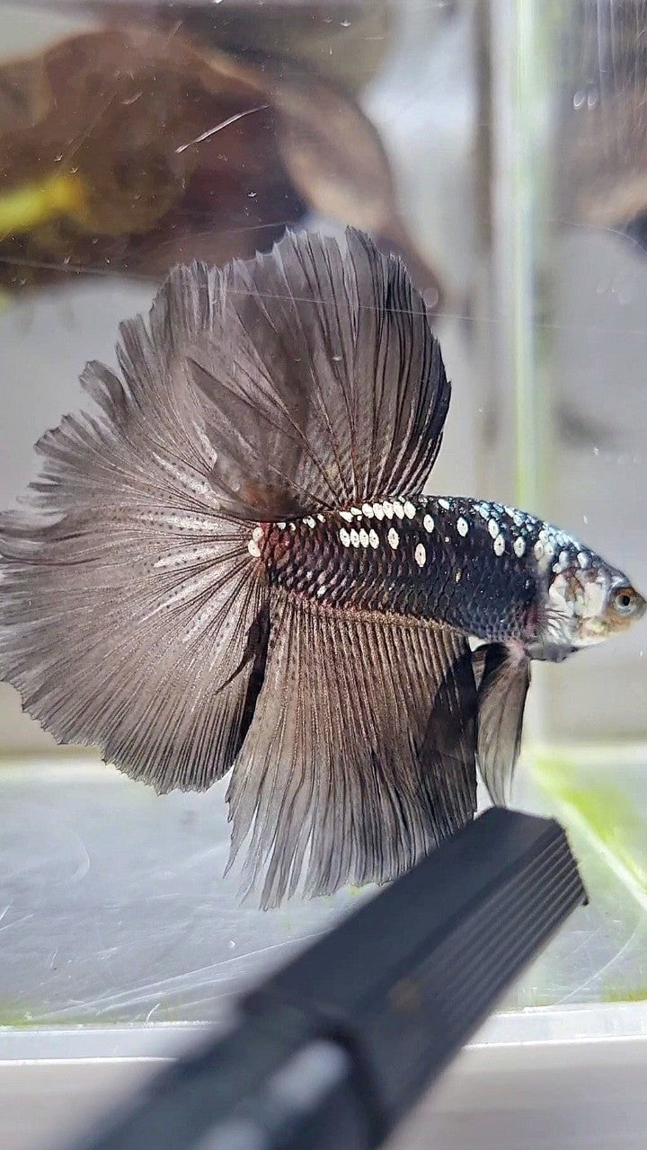 HALFMOON ROSETAIL BLACK MAMBA GALAXY WHITE BETTA FISH