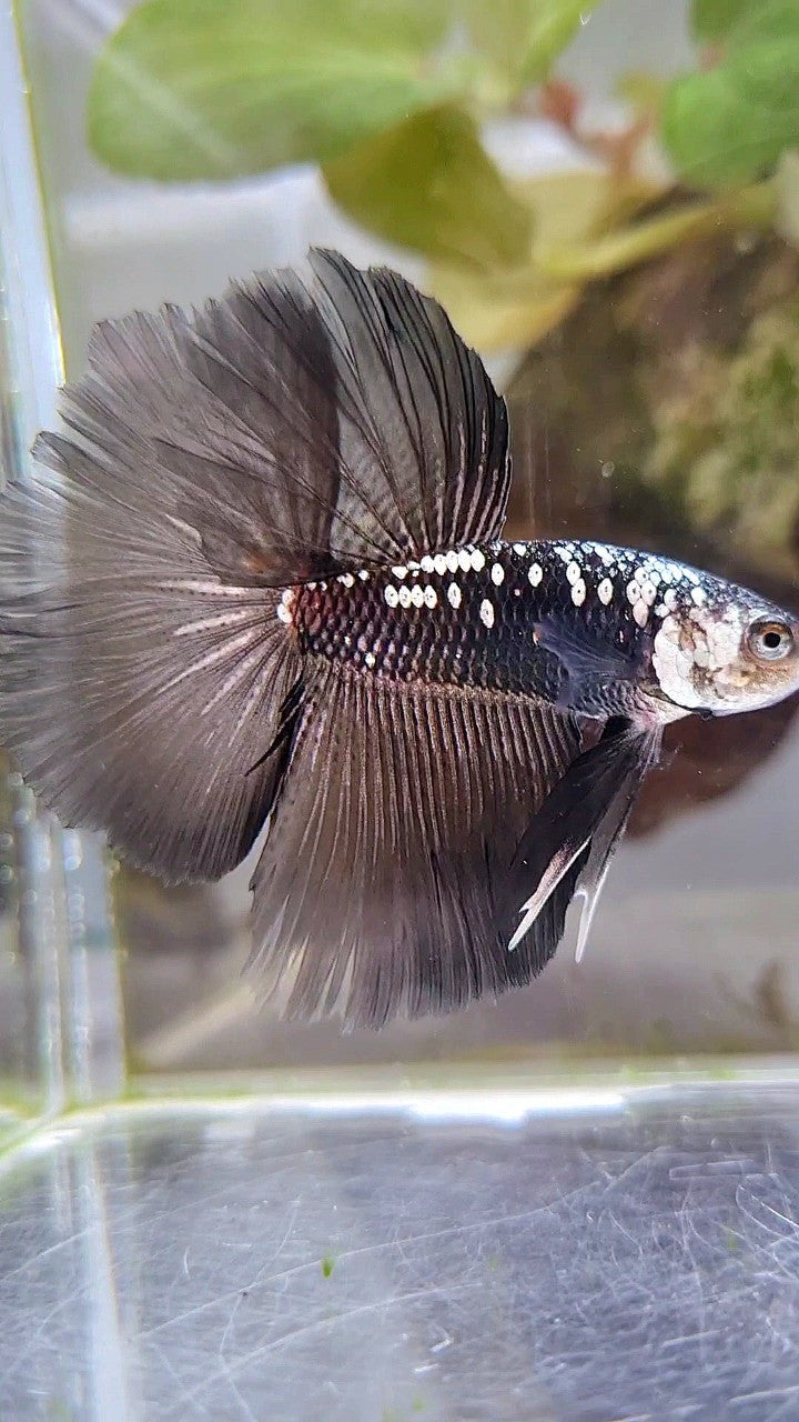 HALFMOON ROSETAIL BLACK MAMBA GALAXY WHITE BETTA FISH