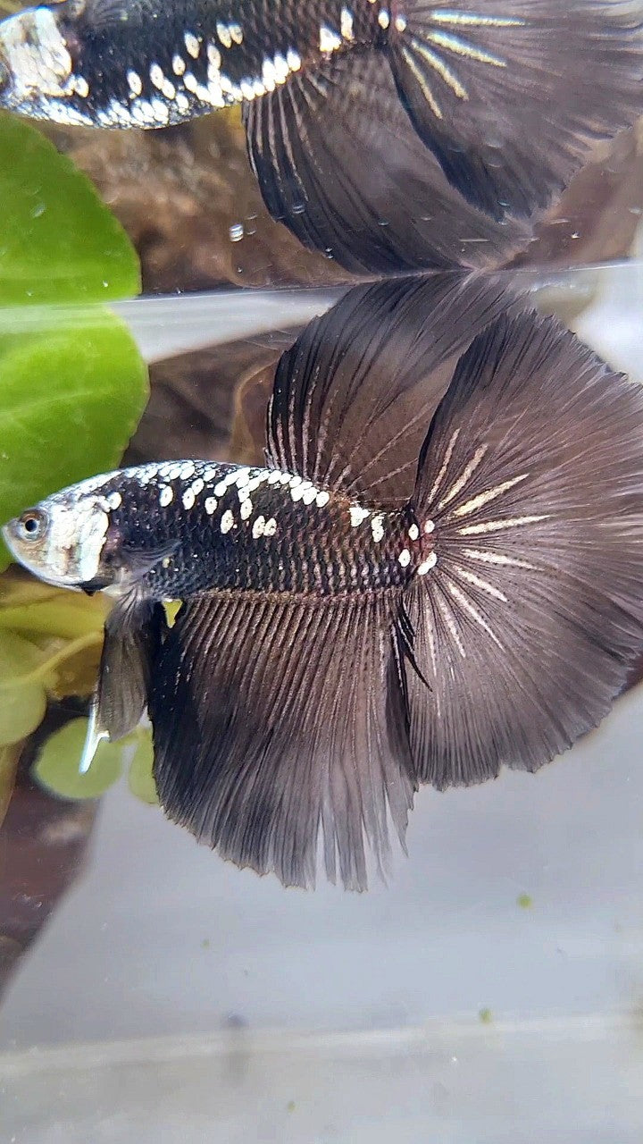 HALFMOON ROSETAIL BLACK MAMBA GALAXY WHITE BETTA FISH