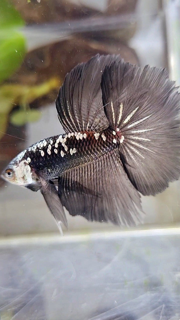 HALFMOON ROSETAIL BLACK MAMBA GALAXY WHITE BETTA FISH
