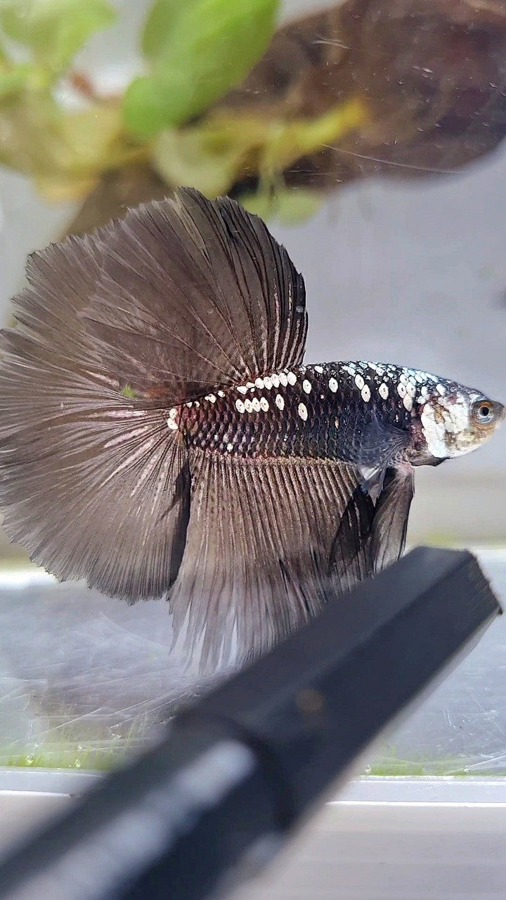 HALFMOON ROSETAIL BLACK MAMBA GALAXY WHITE BETTA FISH