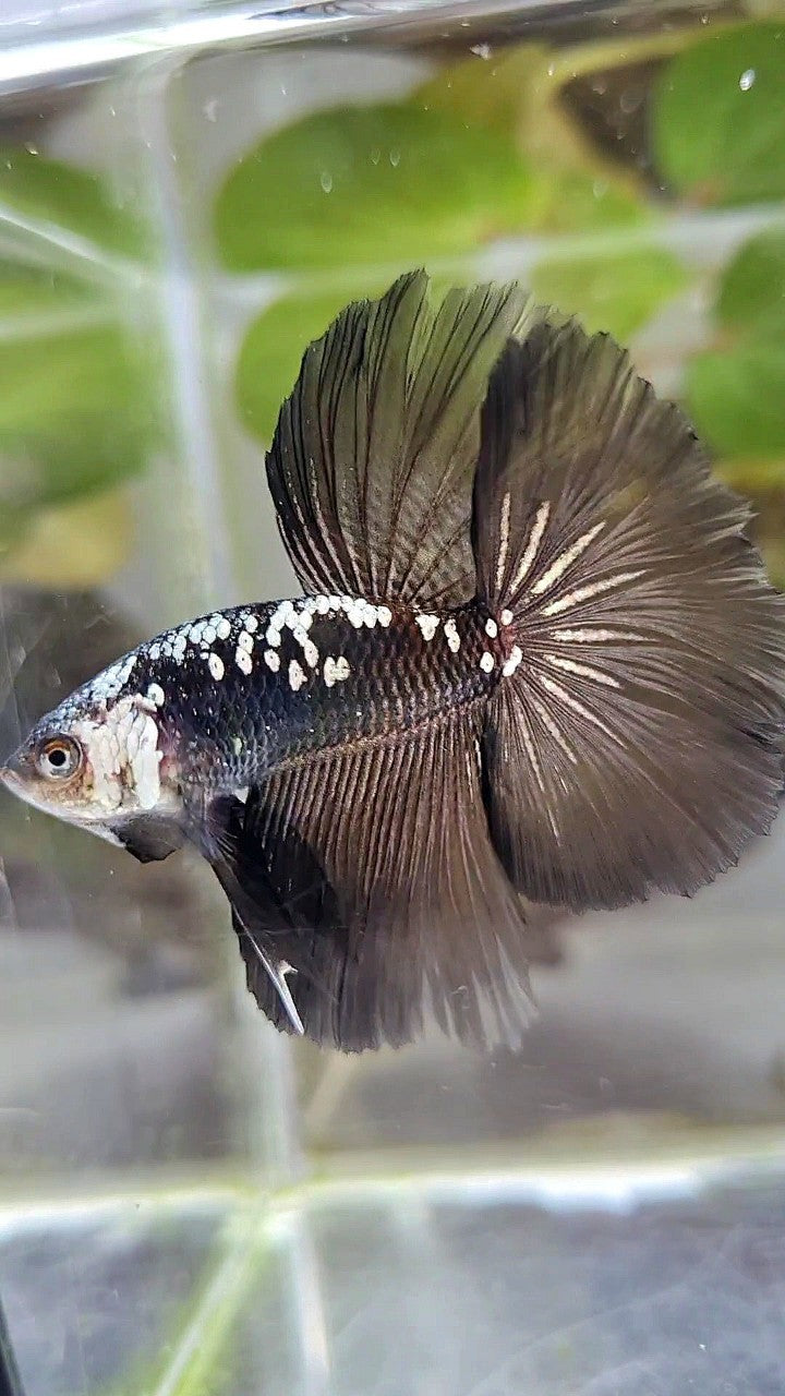 HALFMOON ROSETAIL BLACK MAMBA GALAXY WHITE BETTA FISH
