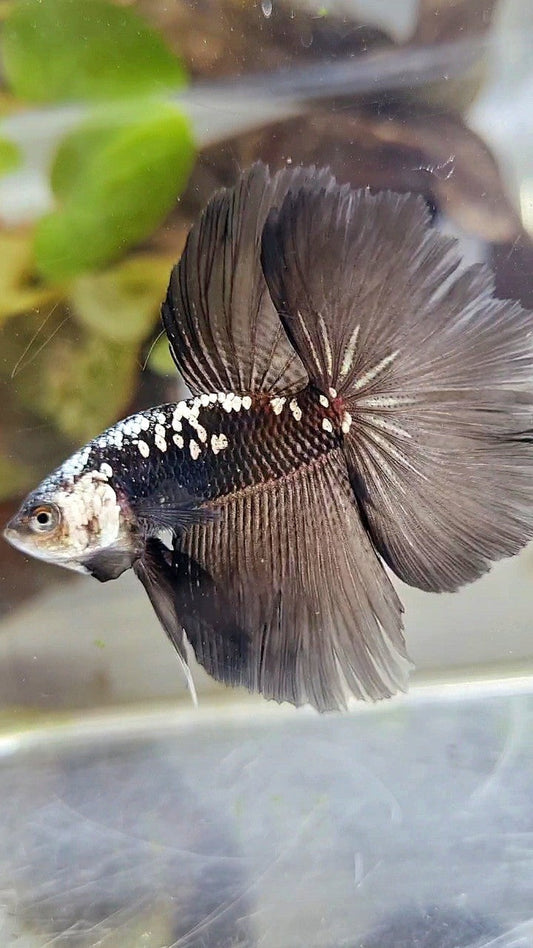 HALFMOON ROSETAIL BLACK MAMBA GALAXY WHITE BETTA FISH