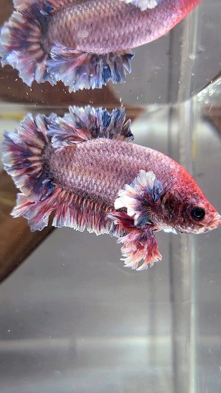 PLAKAT FEATHER TAIL BIG EAR PURPLE GRIZZLE BETTA FISH