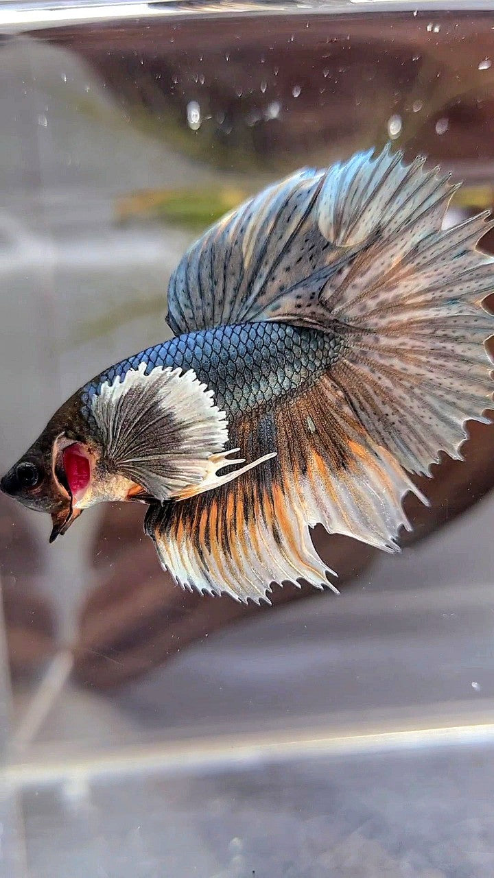 XL HALFMOON DUMBO EAR COPPER YELLOW BETTA FISH