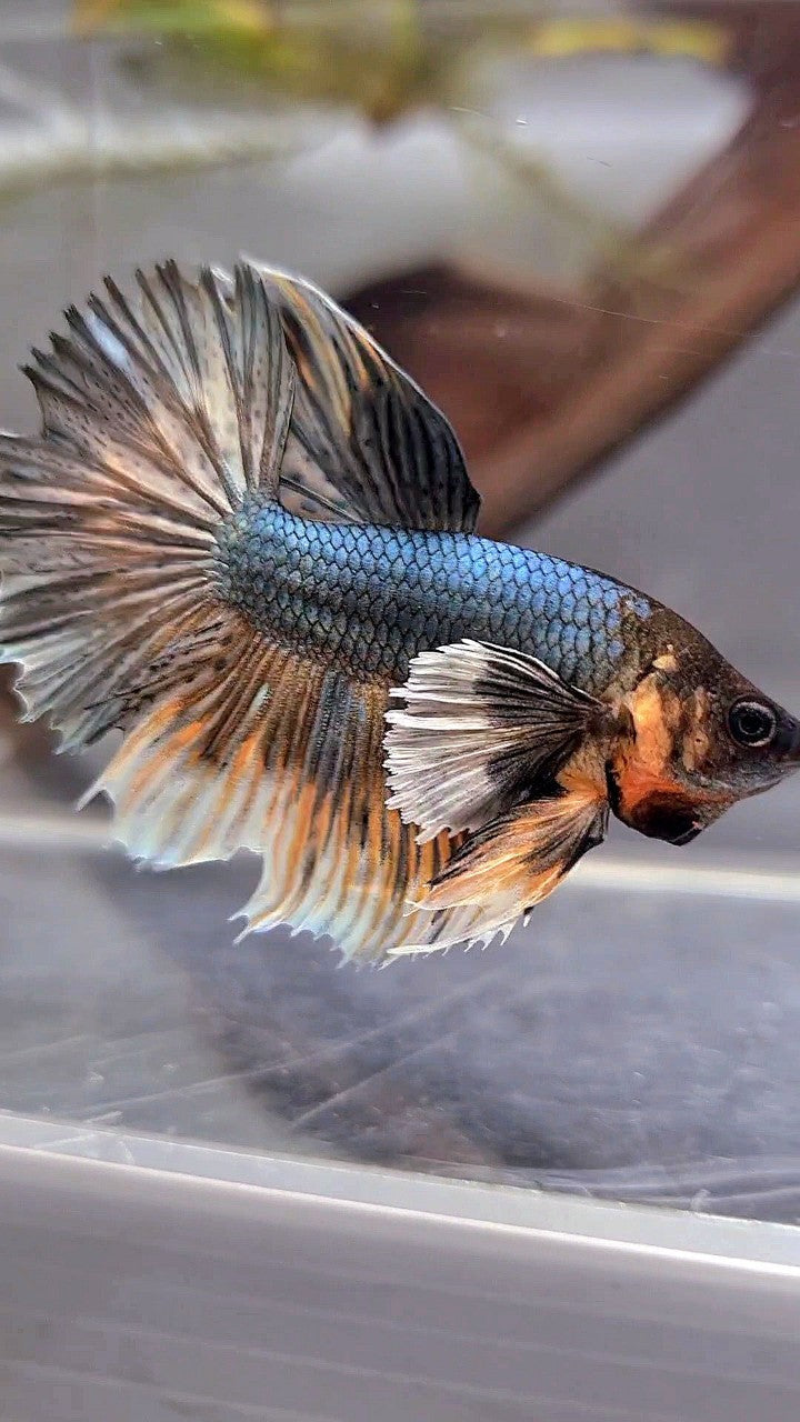 XL HALFMOON DUMBO EAR COPPER YELLOW BETTA FISH