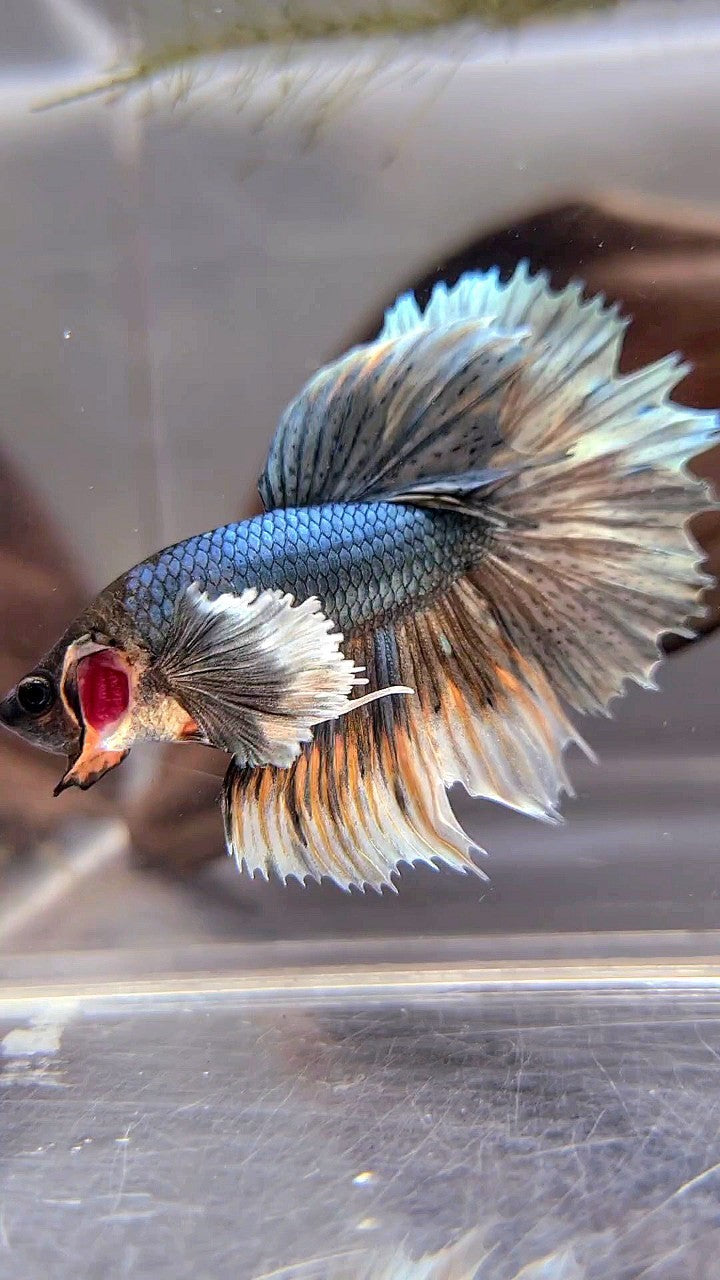 XL HALFMOON DUMBO EAR COPPER YELLOW BETTA FISH