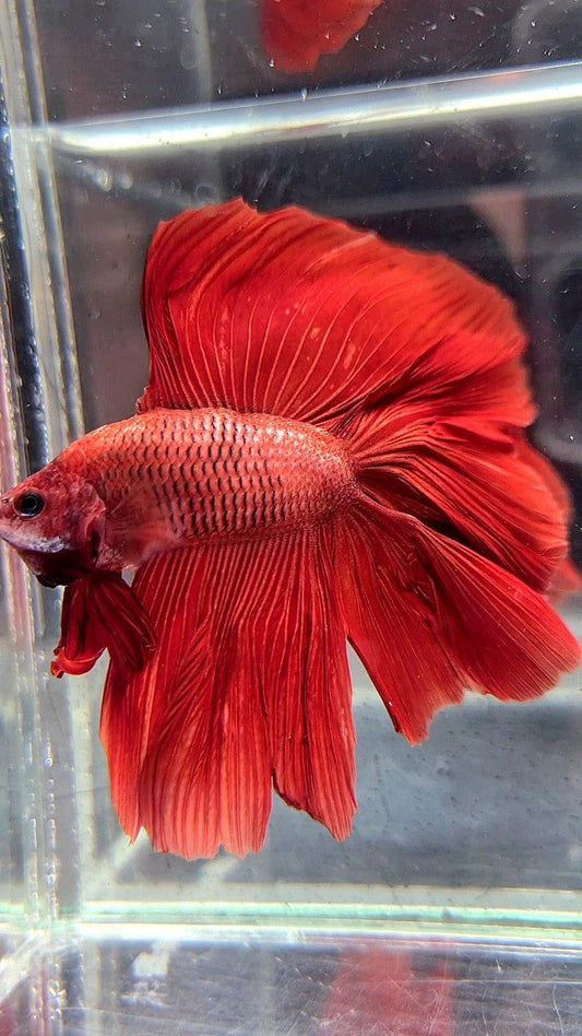 HALFMOON DOUBLE TAIL SUPER RED BETTA FISH
