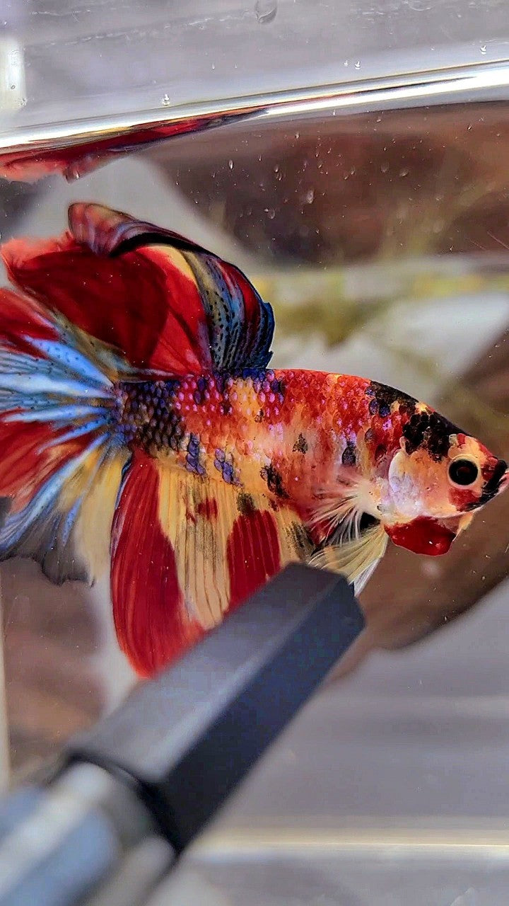 HALFMOON ROSETAIL YELLOW RED MULTICOLOR BETTA FISH