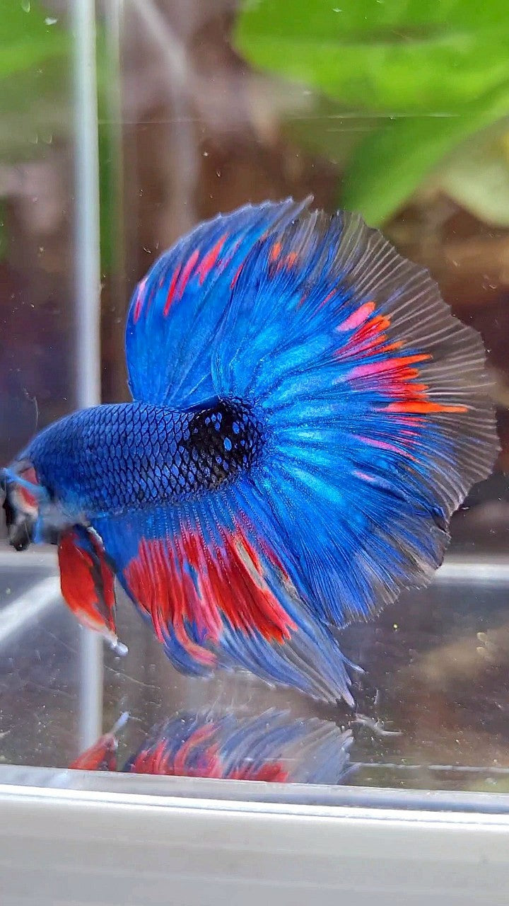 HALFMOON ROSETAIL BLUE FANCY BLACK SERIES RED BETTA FISH